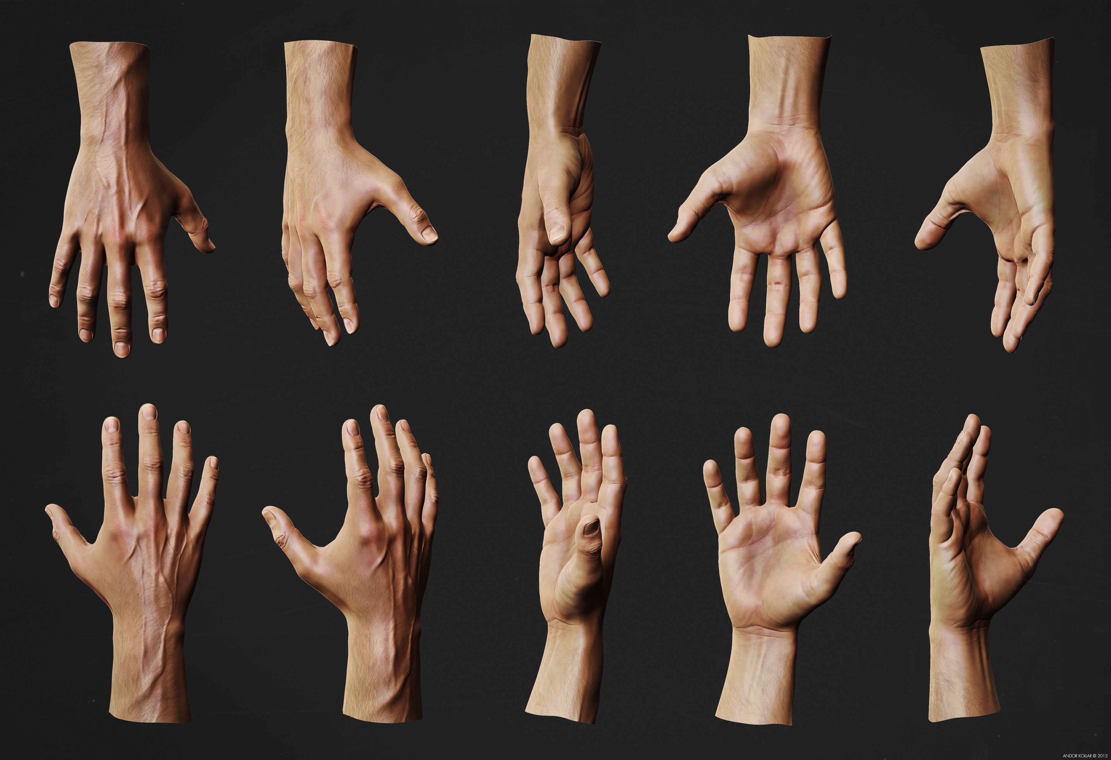 Hand Anatomy Study | Andor Kollar - Character Artist